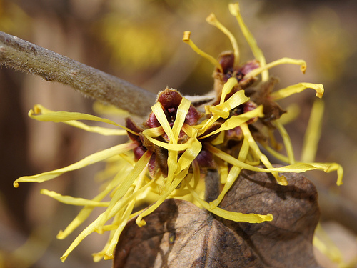 Hamamelis pour lutter contre les varices 