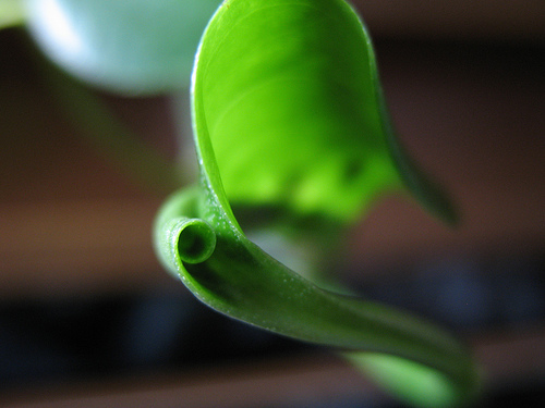 Le pothos permet de purifier l'air intérieur.
