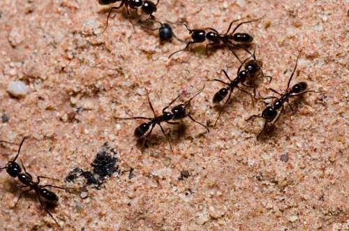Des produits anti-fourmis naturels et économiques