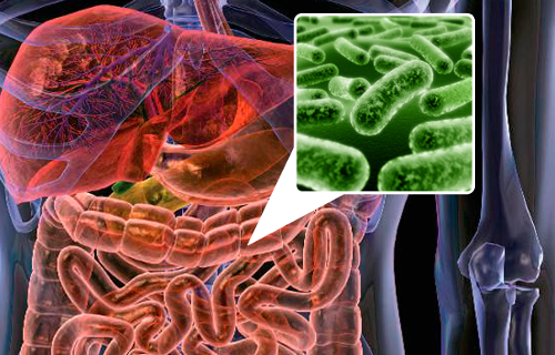 5 aliments pour repeupler la flore intestinale