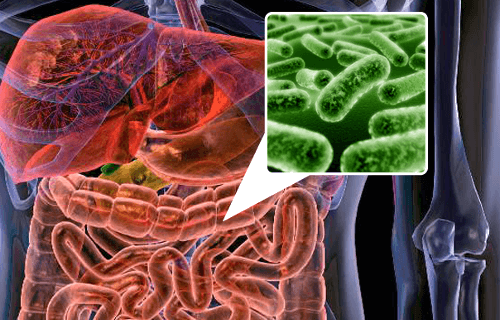 5 aliments pour repeupler votre flore intestinale 5 aliments pour repeupler votre flore intestinale