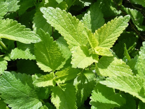 La mélisse officinale