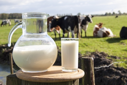 Le lait de vache est conçu pour le système digestif des bovins.