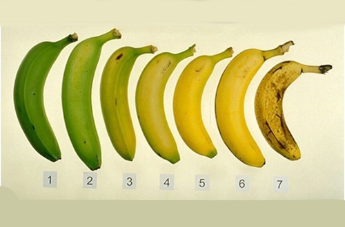 Est-il plus sain de manger des bananes mûres ?