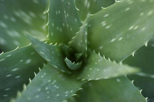 L'Aloe vera possède des vertus hydratantes