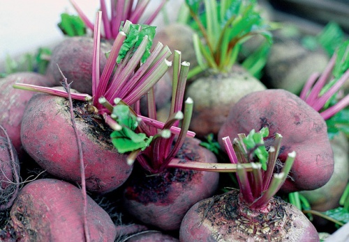 Pourquoi la betterave rouge doit-elle faire partie de votre alimentation ?