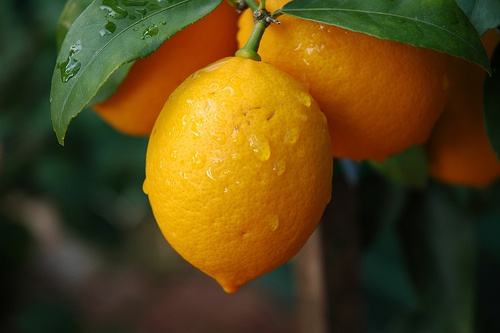 citron sur l'arbre