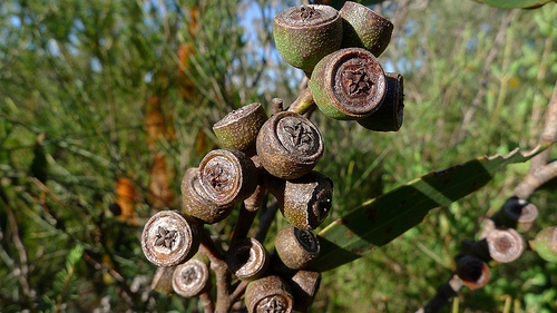 Eucalyptus