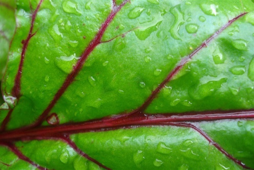 betterave rouge feuilles vertes