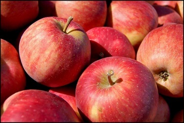 Une pomme par jour permet de perdre du poids et est conseillé pour les personnes diabétiques.
