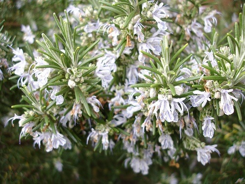 romarin-net-efekt-500x375