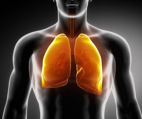 3 infusions médicinales pour fortifier les poumons