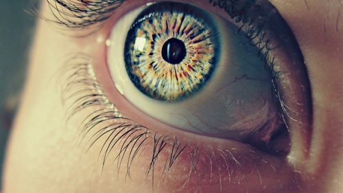 7 informations étonnantes sur nos pupilles