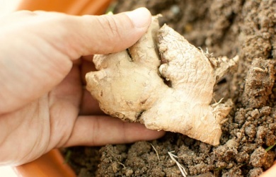 Comment cultiver du gingembre chez soi ?