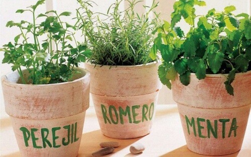 Comment planter du romarin, du persil et de la menthe à la maison
