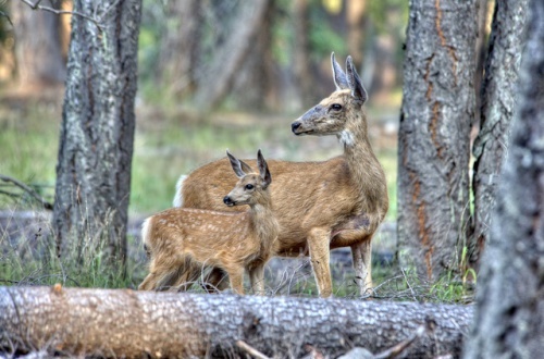 cerfs-animaux-fuite-Park-Ranger-500x330