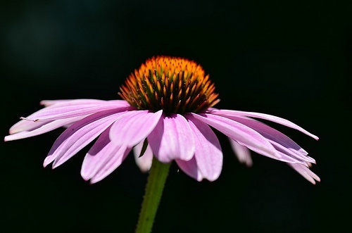 echinacee6-500x331