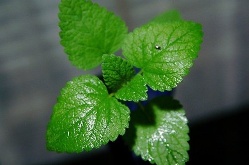 Une boisson à la menthe.