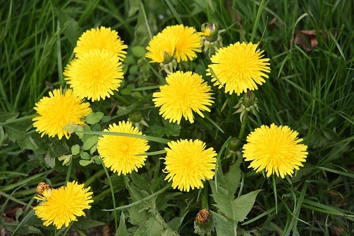 pissenlit au lieux d'une chimiothérapie