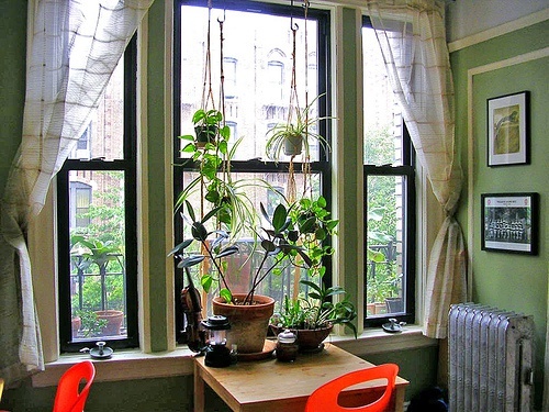 plante-rabi-w-500x375