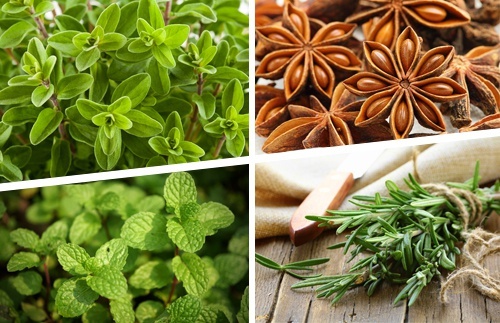 Les infusions pour les douleurs sciatique : marjolaine et anis