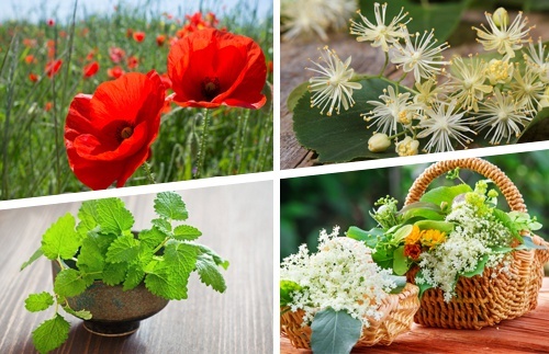 Les infusions et les jus pour les douleurs au niveau du nerf sciatique