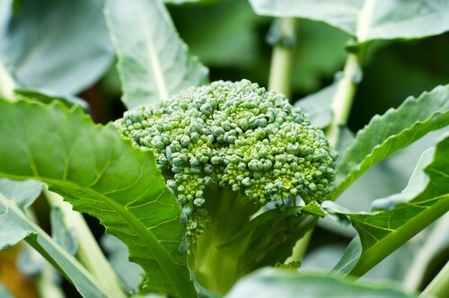 Feuilles de brocoli