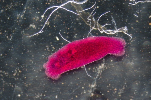 Parasite-500x331