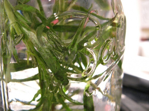 romarin dans un bocal