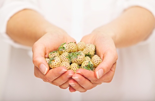 histoire des fraises blanches