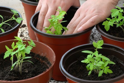 planter le pied de tomate