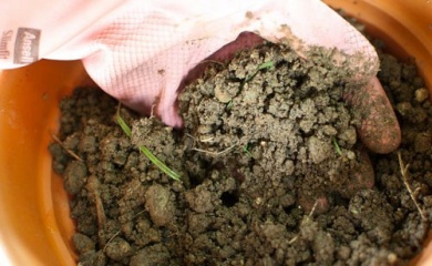 Comment cultiver la sauge, la plante des femmes