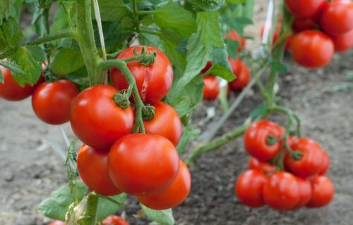 Idées pour cultiver des tomates chez soi