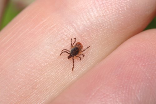 Lyme-500x333