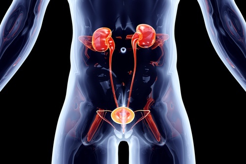 Pour-les-voies-urinaires-500x334