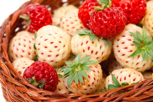 Les caractéristiques des fraises blanches