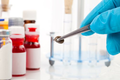 Comment éliminer les tiques