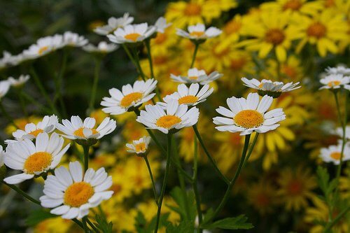 Des remèdes naturels contre le stress chronique : camomille