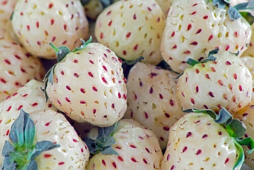 Connaissez-vous les fraises blanches au goût d'ananas ?