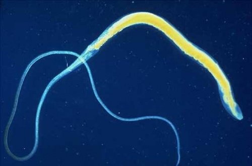 Les parasites intestinaux