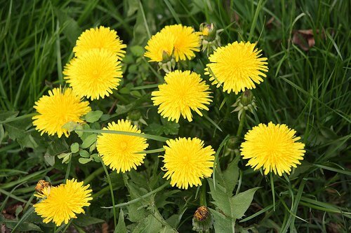 Le pissenlit pour réduire le cholestérol.