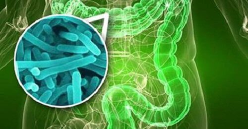 Bacteries-dans-l'intestin