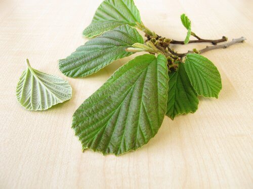 hamamelis pour lutter contre les varices