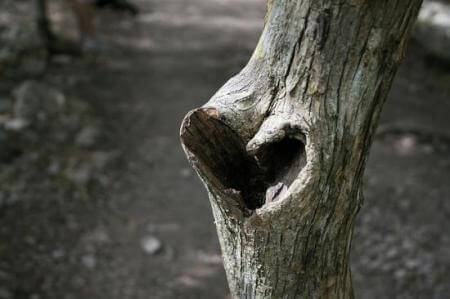coeur-n1