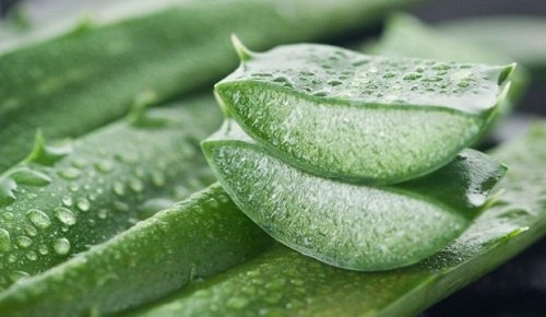 Aloe-vera-contre-les-hemorroides-500x290