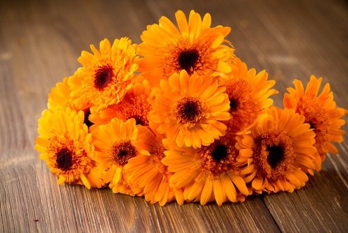 Le calendula pour une infection urinaire.