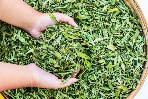 Stevia-500x334
