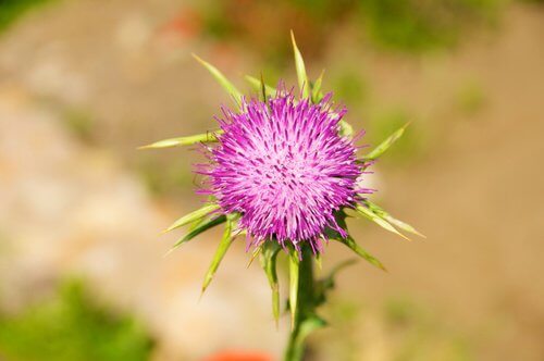 Le chardon-Marie pour la détoxification du foie