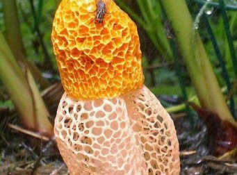 Découvrez le champignon qui provoque des orgasmes chez les femmes