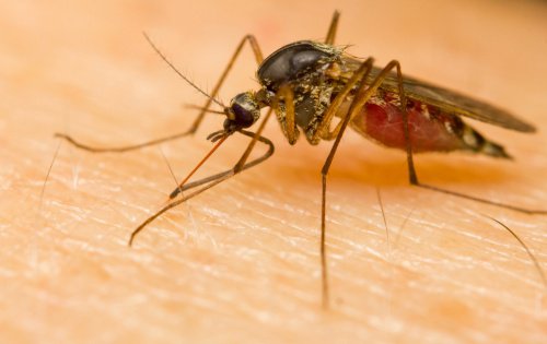 Pourquoi certaines personnes attirent plus les moustiques ?